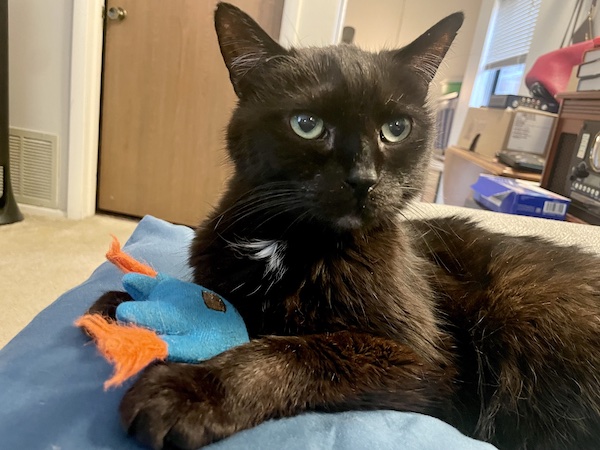 black cat sitting on a blue pillow with a cat toy