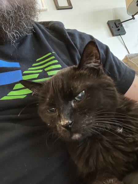 black cat with pieces of food on its nose and whiskers