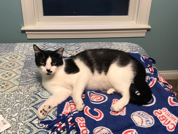 black and white cat laying on a blue bedspread and a flannel Cubs blanket