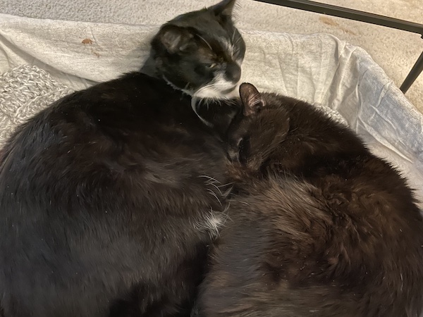 black and white cat and a black cat curled up together in a basket