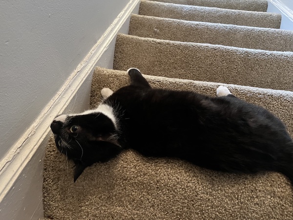 black and white cat laying on its side, on a stair, with its back to the camera