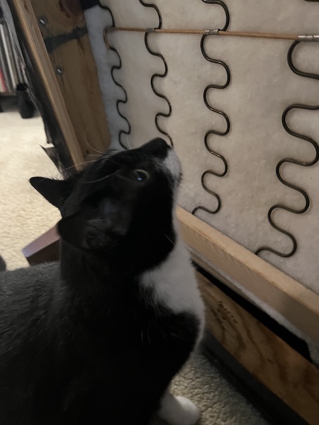 black and white cat staring at the underside of a couch tipped on its side