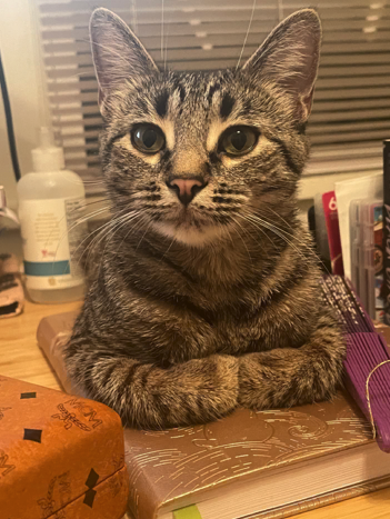 Saffron, a young tabby cat, sitting on my desk looking bemused