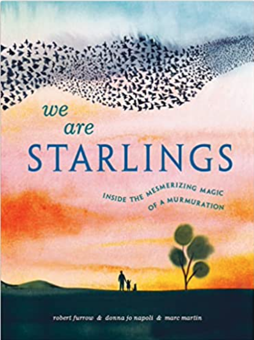 We Are Starlings cover