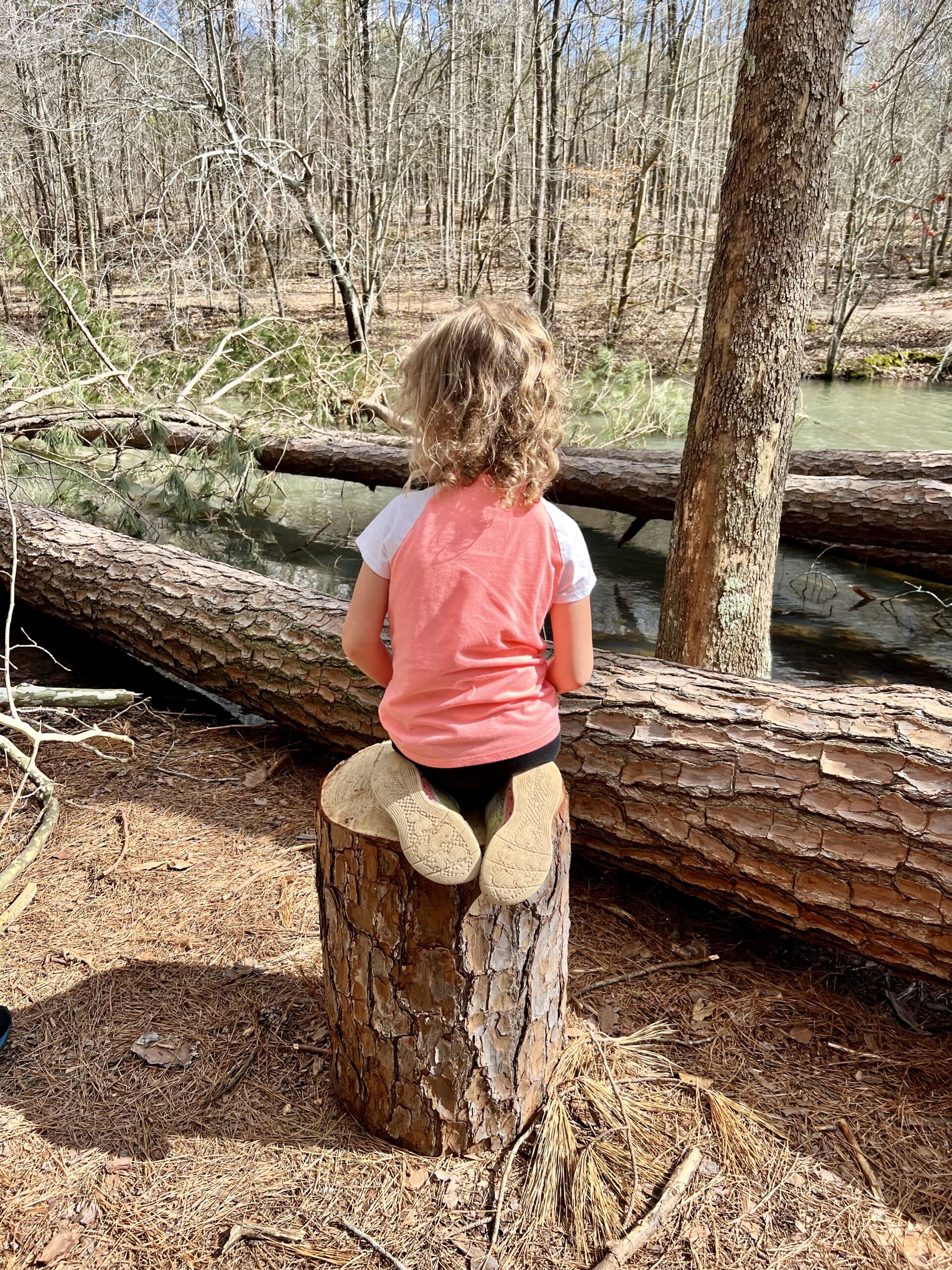 Fallen trees The Kids Are All Right