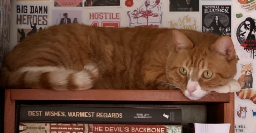 orange cat lying across the top of a bookcase; photo by Liberty Hardy