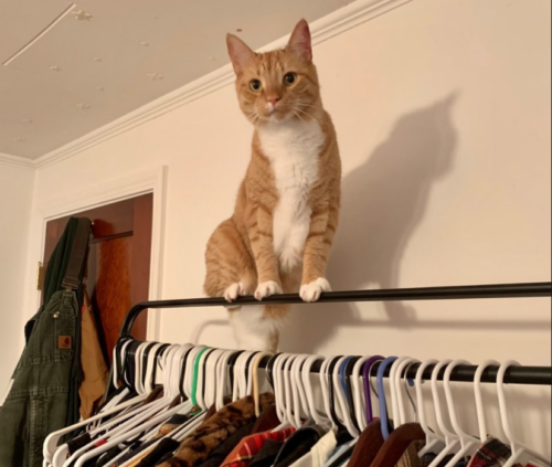 orange cat standing on top of a rack of clothes; photo by Liberty Hardy