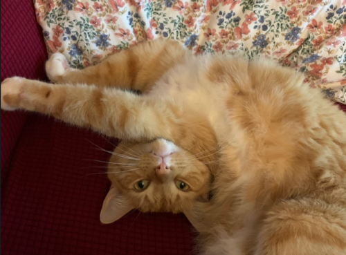 orange cat stretched out with its head tipped to the side; photo by Liberty Hardy