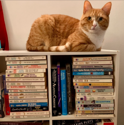 orange tabby cat sitting on a bookcase of Agatha Christie books; photo by Liberty Hardy