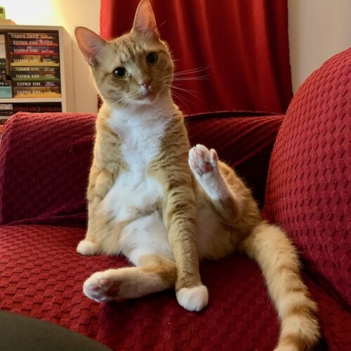 orange cat sitting on a red sofa like a person; photo by Liberty Hardy