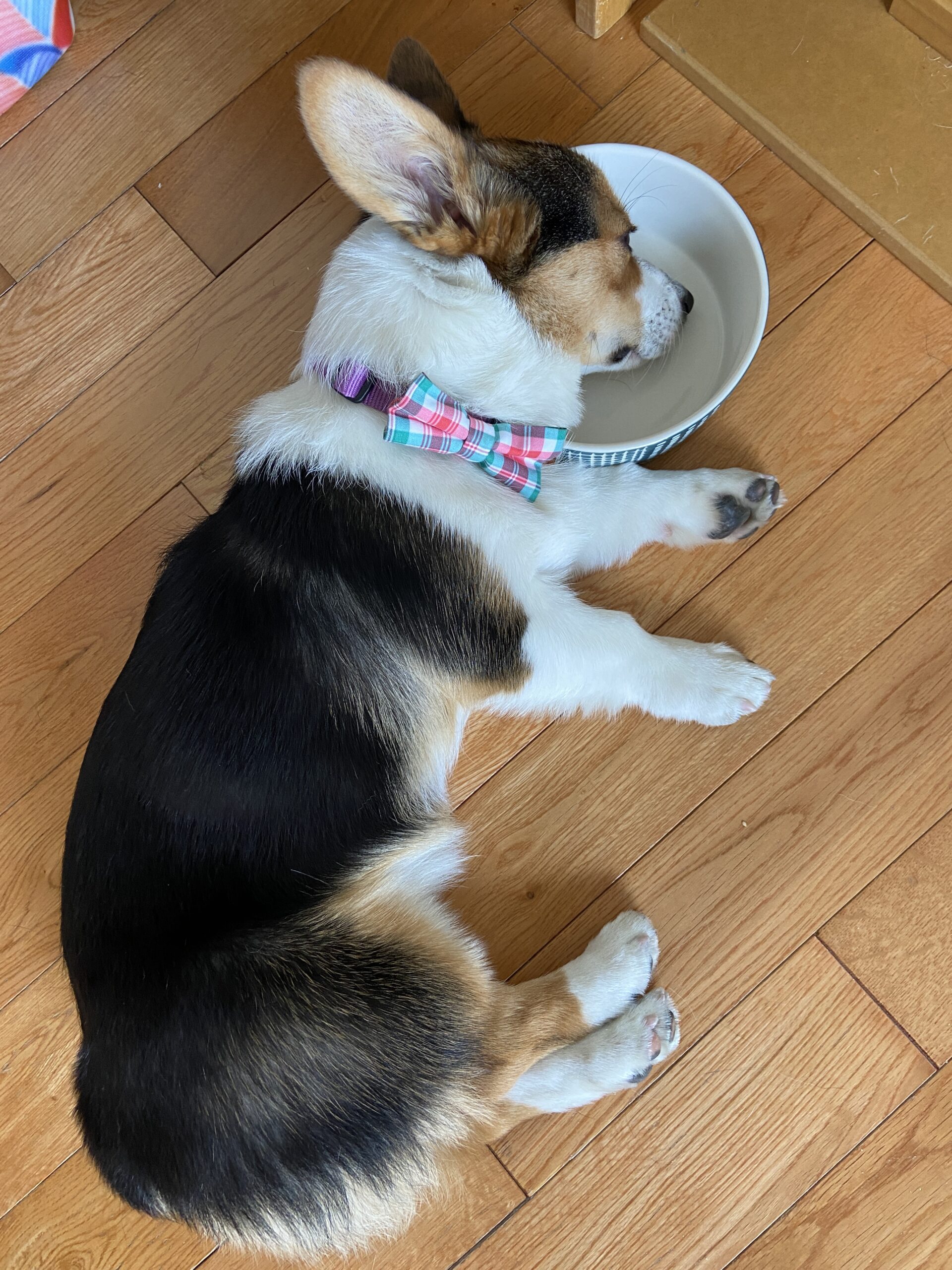 Tri-color corgi sleeping with head in water bowl