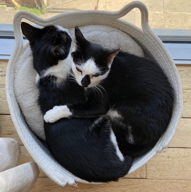 Two cats with black and white hair snuggled together in a cat bed