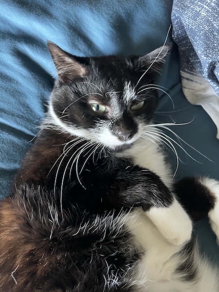 black and white cat showing its tummy against a blue background