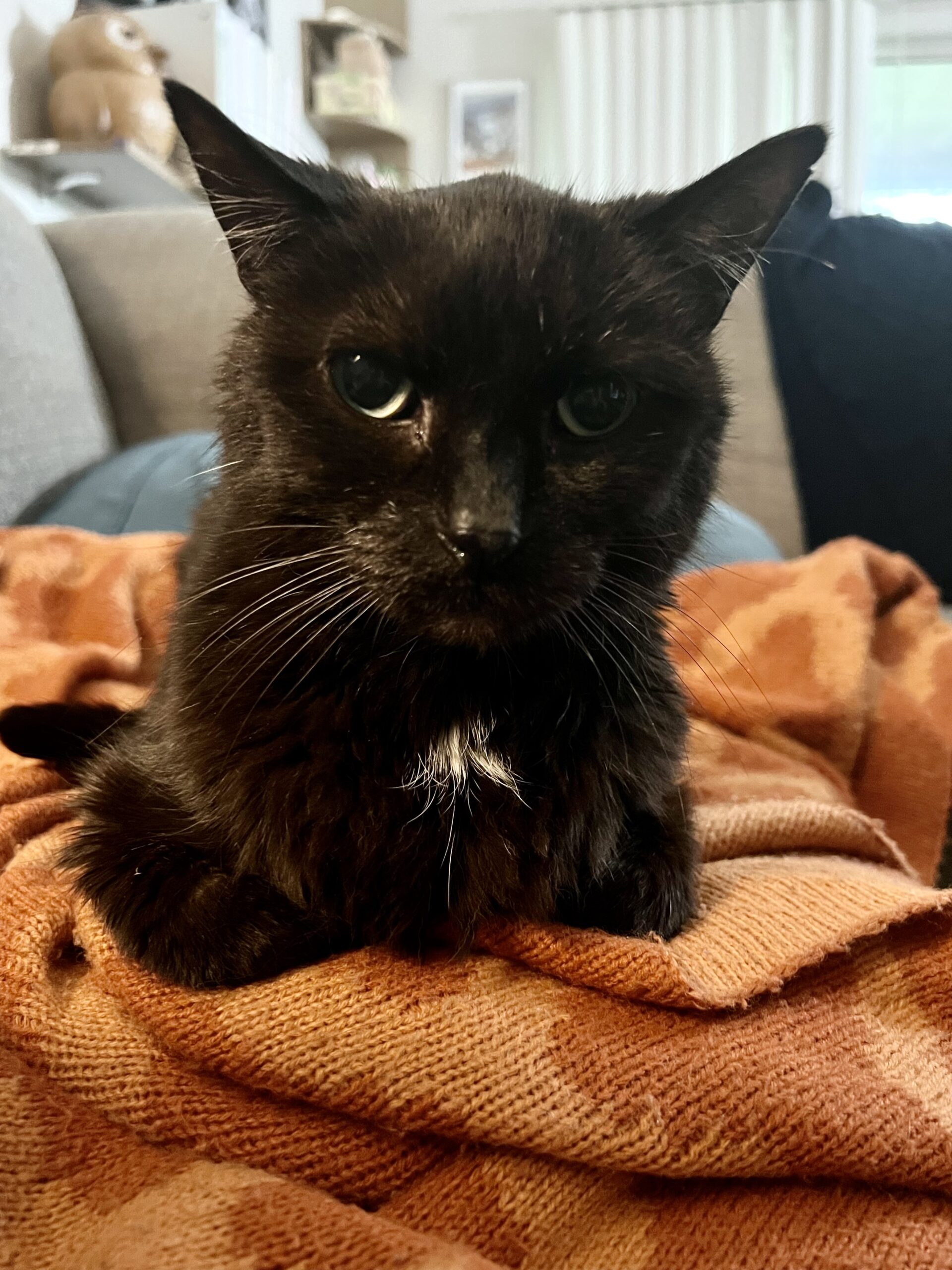 black cat sitting on an orange blanket