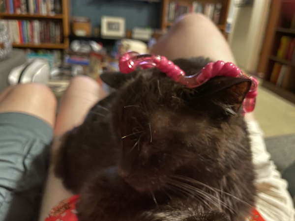 black cat with a pink plastic fidget toy on its head, like a crown