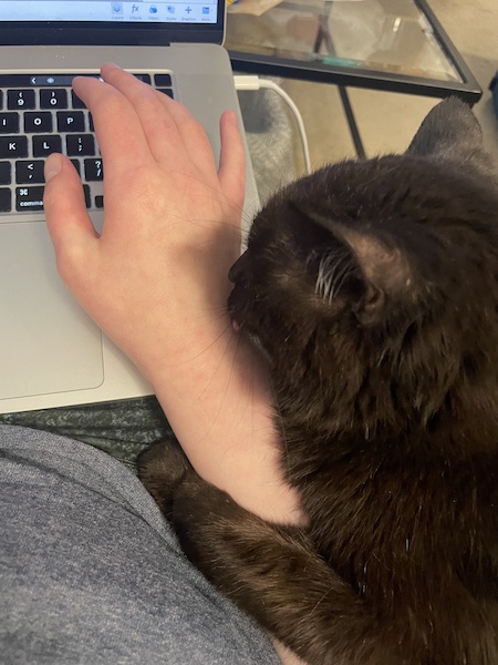 black cat licking a person's wrist, with its paw wrapped around the person's arm