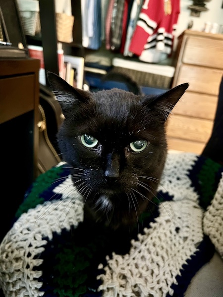 black cat sitting on an office chair with a green and white crocheted blanket