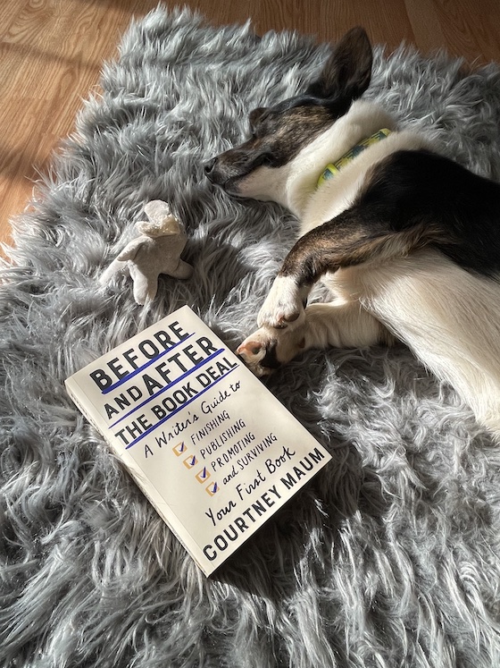 a photo of Gwen, a black and white Cardigan Welsh Corgi, lying next to a copy of before and after the book deal.