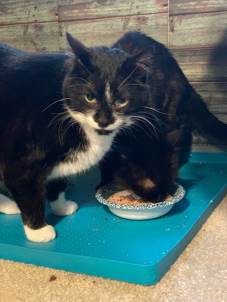 black and white cat glaring at the camera while a black cat eats out of a food bowl behind it