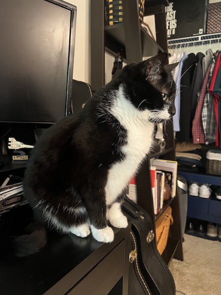 black and white cat sitting on an office desk and staring into space