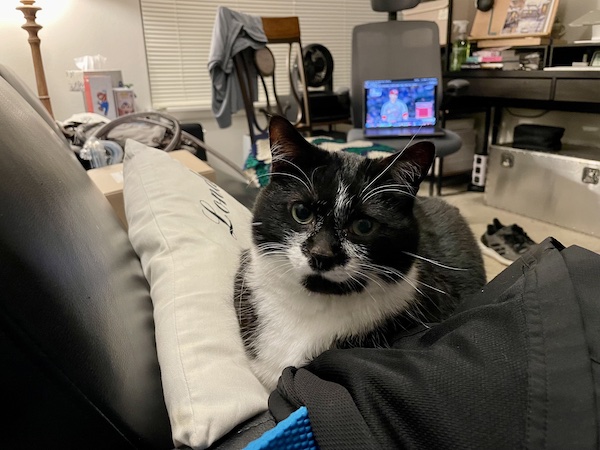 black and white cat sitting on a jacket draped over a black couch