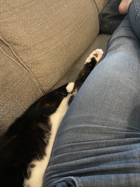 black and white cat stretched out on its side next to a person wearing jeans. 