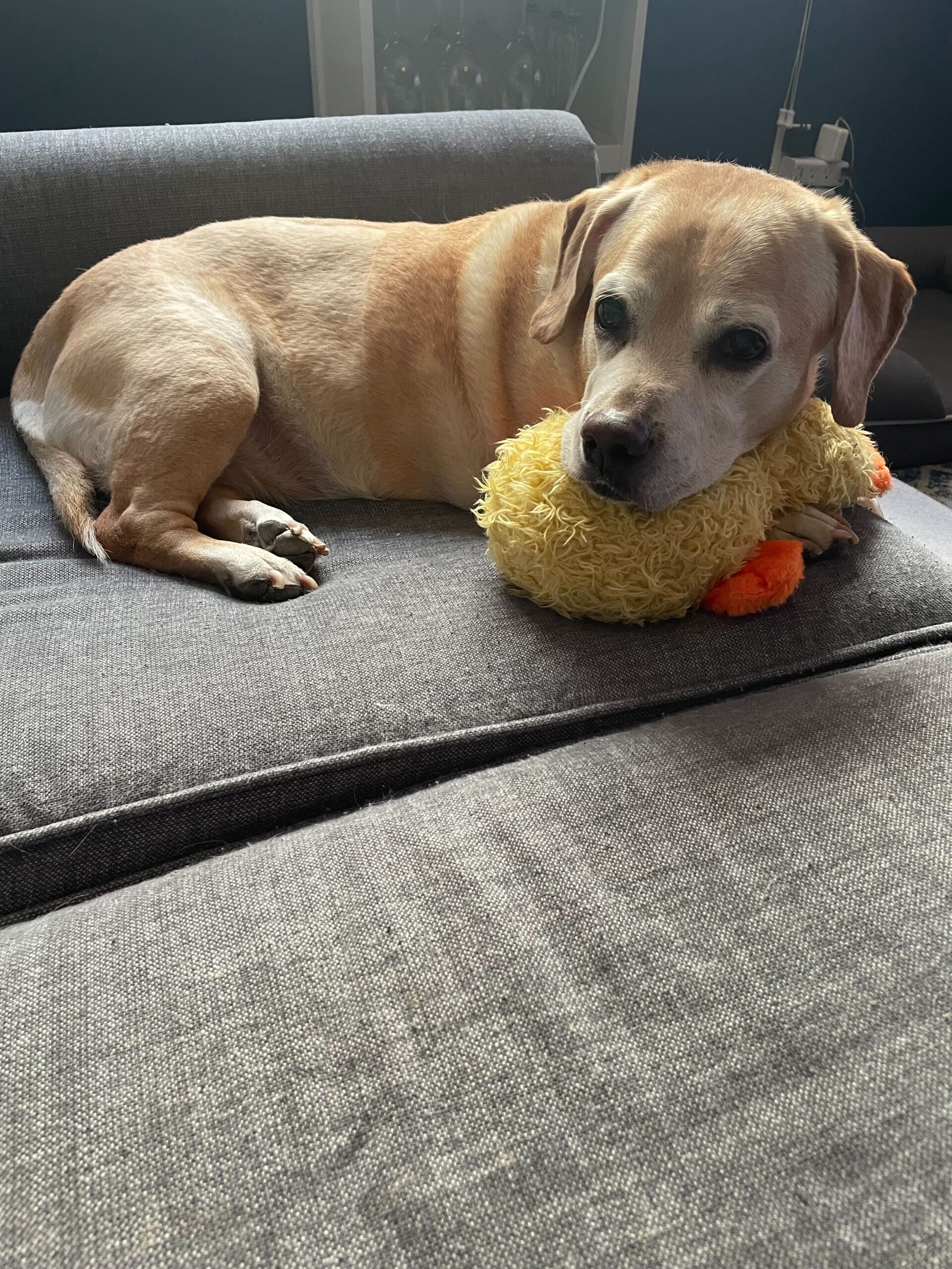 a photo of Waffles, a tan-colored dog with short legs, lying on the couch with a toy
