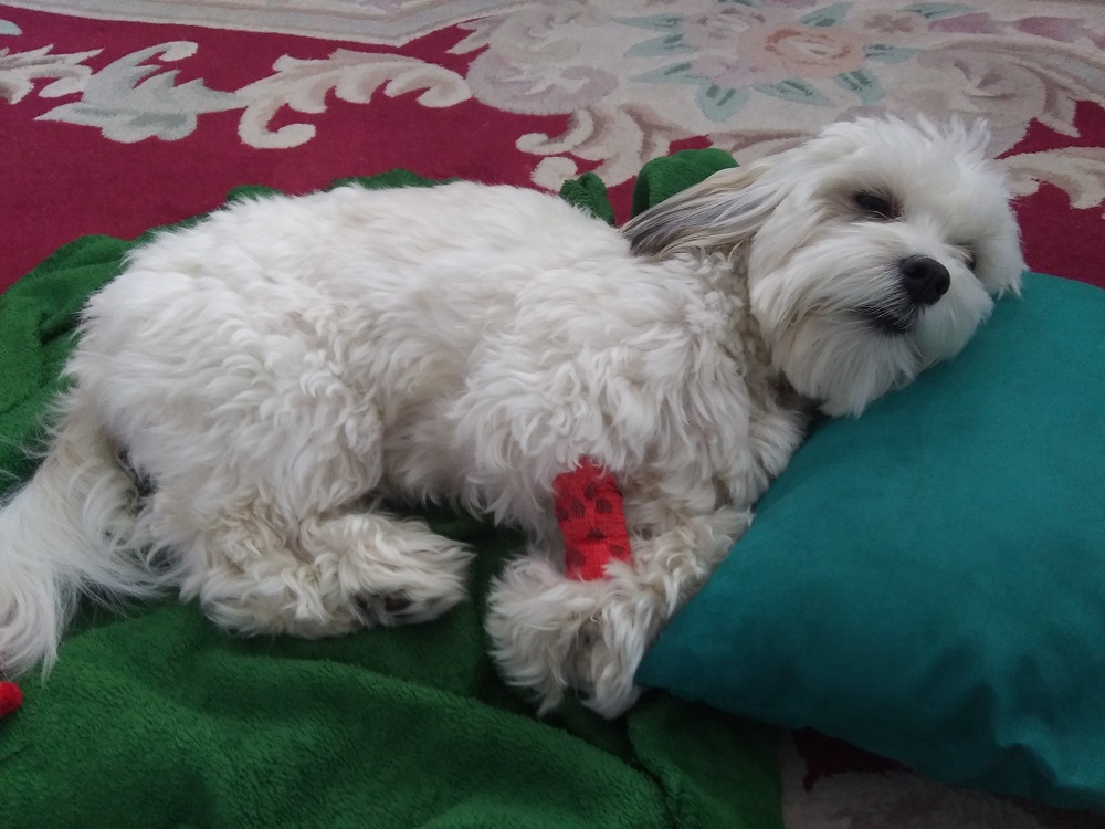 A Havanese puppy lying on a blanket and pillow with a red bandage on her leg
