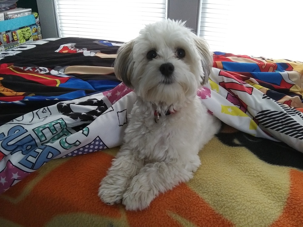 A Havanese on a mostly-made bed, half-covered with a comforter