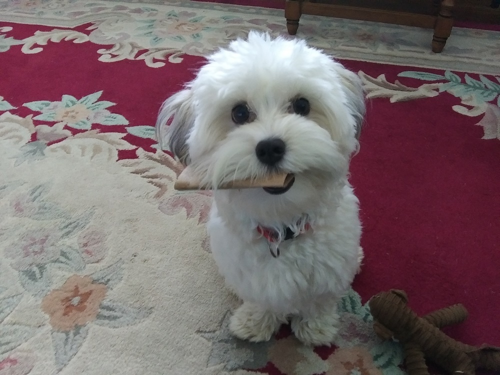 A mostly-white Havanese sits looking at the camera, holding a flattened toilet paper tube in her mouth