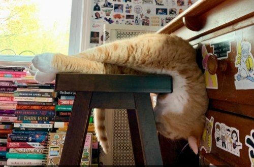 orange cat asleep on a desk stool with its head hanging over the side; photo by Liberty Hardy