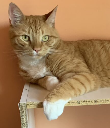orange cat resting on top of a white bookcase; photo by Liberty Hardy