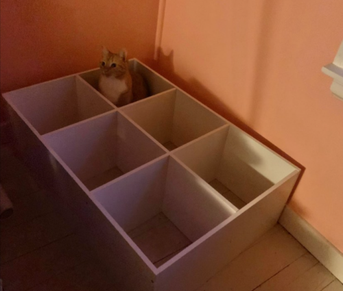 orange cat sitting in cubby of empty white bookcase; photo by Liberty Hardy