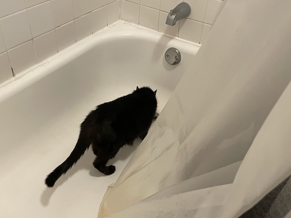 a black cat sniffing the drain in an empty bathtub