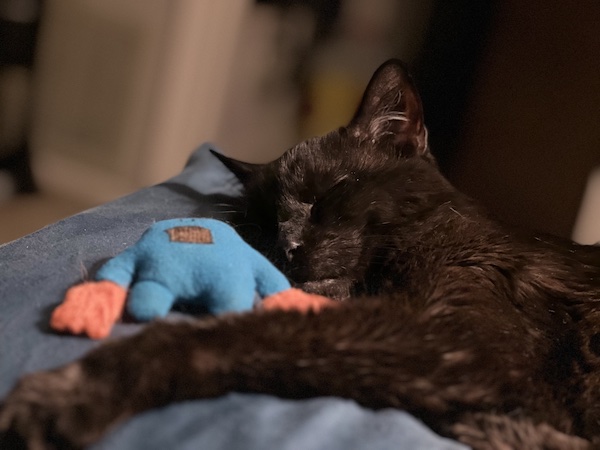 black cat sleeping with a blue and orange plush toy shaped like a monster