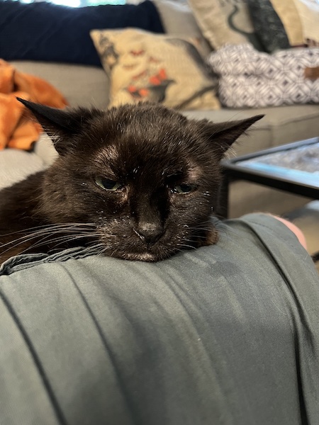 a black cat resting its head on a person's leg, after leaving a small drool spot on the fabric