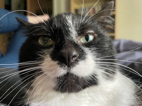 close up photo of a black and white cat with a dorky expression