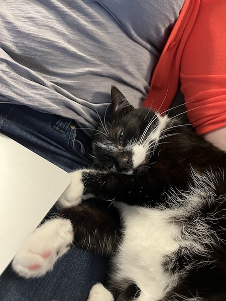 black and white cat curled up on its side next to a person wearing a gray shirt and blue jeans