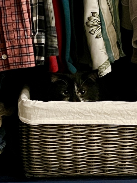 black and white cat peering over the edge of a basket in a closet
