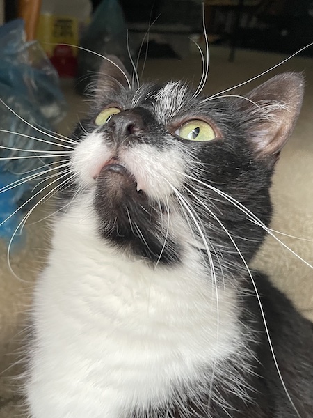 black and white cat with long white whiskers looking up past the camera