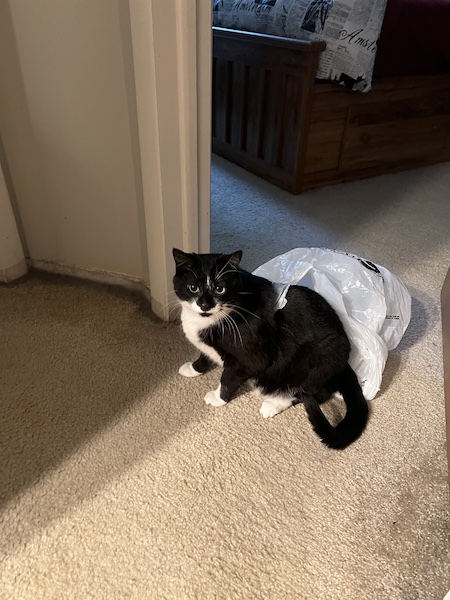 black and white cat standing in a doorway with a plastic shopping bag stuck around its middle