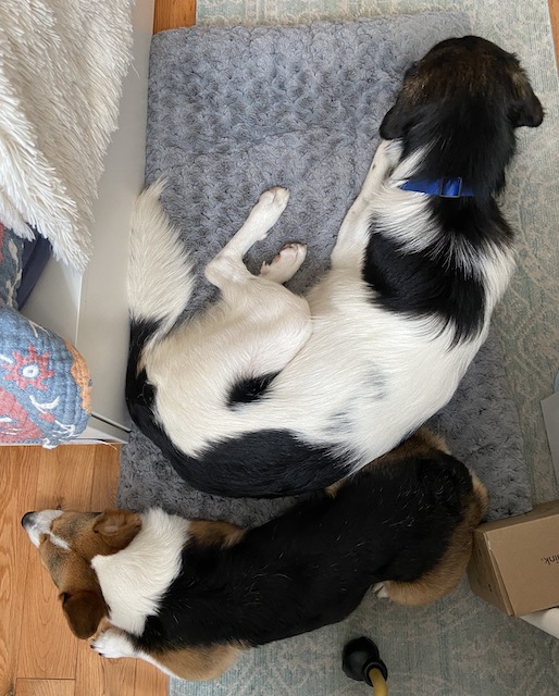 Two black and white dogs sleeping by the author's chair