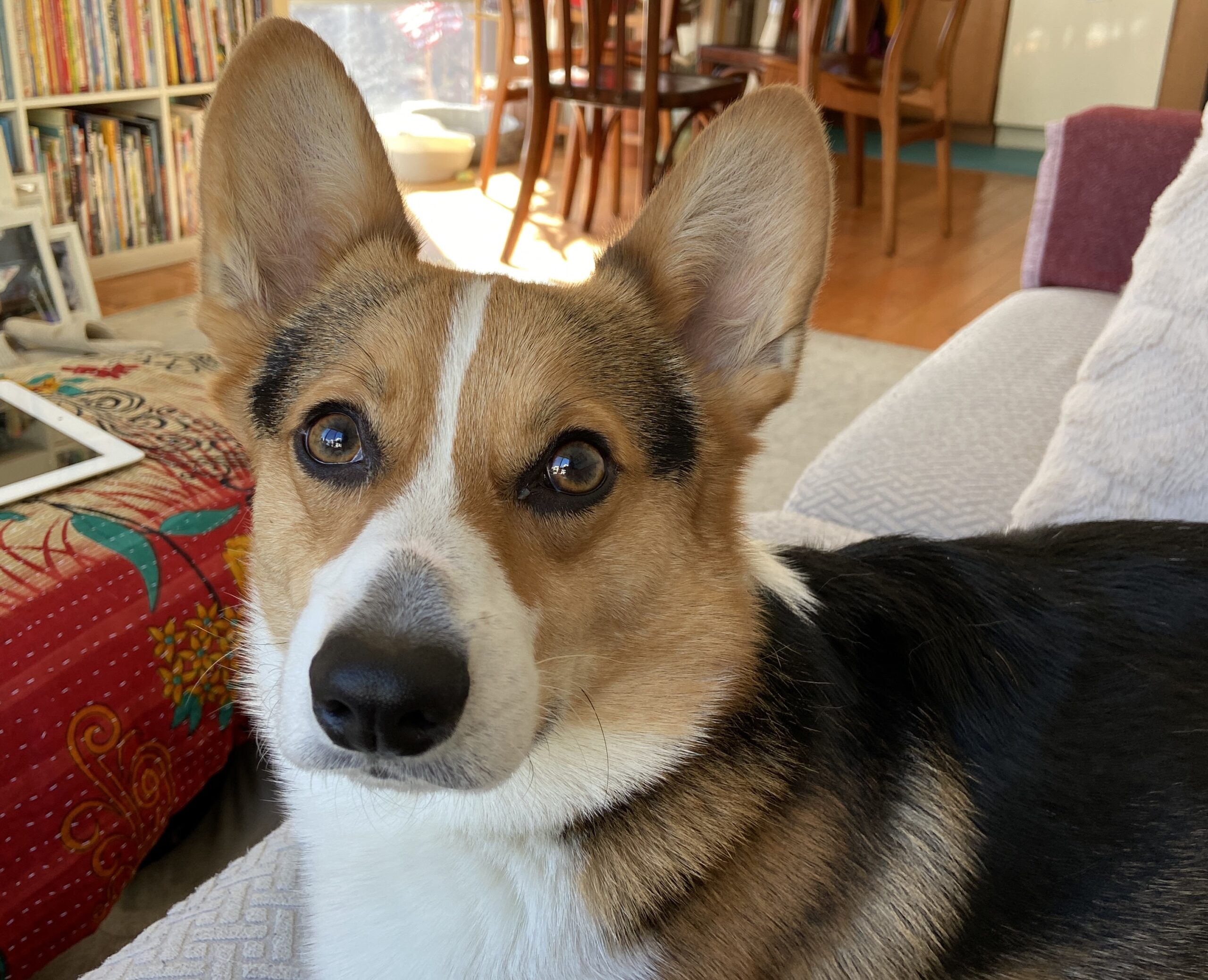 tri-color corgi