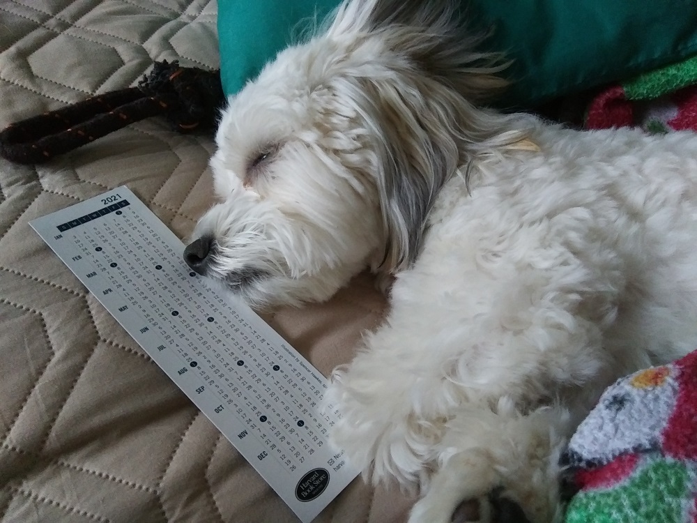 A white-and-brown Havanese sleeps with her paw and nose resting on a bookmark