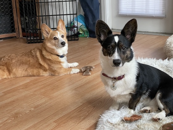 two corgis looking at the camera