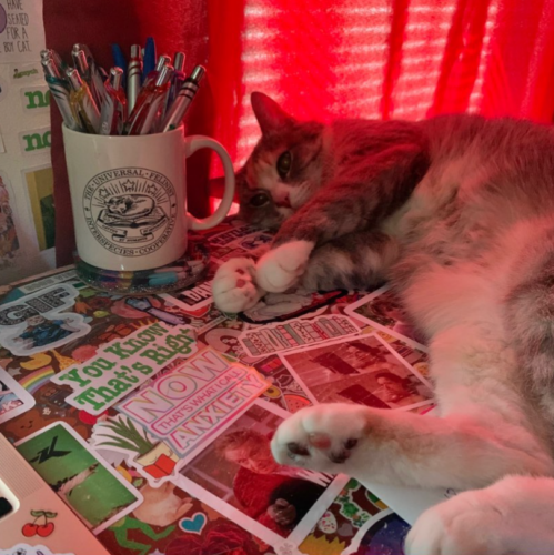 faded calico cat lying on a desk covered in stickers; photo by Liberty Hardy