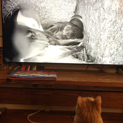 orange cat staring up at puffins on TV screen; photo by Liberty Hardy