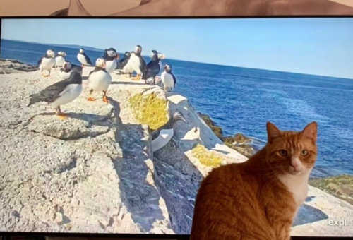 orange cat sitting in front of a TV screen with puffins on it; photo by Liberty Hardy