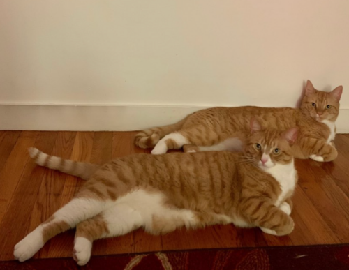 two orange cats lying on their sides; photo by Liberty Hardy