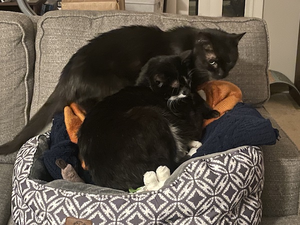 a black cat and a black and white cat squeezing into the same cat bed 